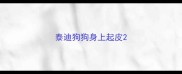 泰迪狗狗身上起皮