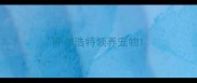 呼和浩特领养宠物