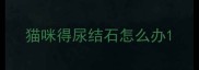 猫咪得尿结石怎么办