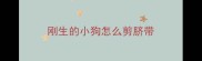 刚生的小狗怎么剪脐带