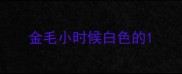 金毛小时候白色的