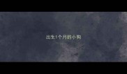 出生1个月的小狗