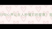 狗狗不会说话这10句心声让主人秒懂它的爱意宠物行为心理学解读