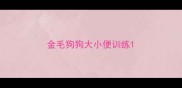 金毛狗狗大小便训练