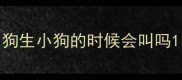 狗生小狗的时候会叫吗
