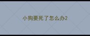 小狗要死了怎么办