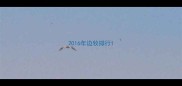 2016年边牧排行