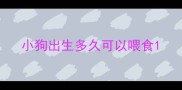 小狗出生多久可以喂食