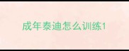 成年泰迪怎么训练