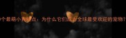 10个最萌小狗特点为什么它们成为全球最受欢迎的宠物