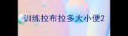 训练拉布拉多大小便