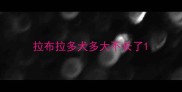拉布拉多犬多大不长了