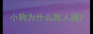 小狗为什么抱人腿