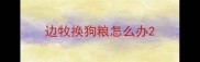 边牧换狗粮怎么办