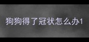 狗狗得了冠状怎么办