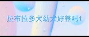 拉布拉多犬幼犬好养吗