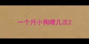 一个月小狗喂几次