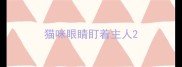 猫咪眼睛盯着主人