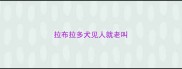 拉布拉多犬见人就老叫