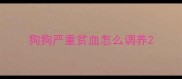 狗狗严重贫血怎么调养