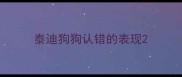 泰迪狗狗认错的表现