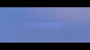 7个月的狗狗旅行