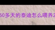 50多天的泰迪怎么喂养