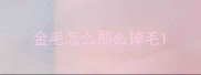 金毛怎么那么掉毛
