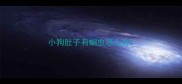 小狗肚子有蛔虫怎么办