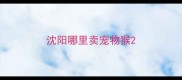 沈阳哪里卖宠物猴