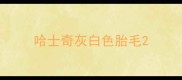 哈士奇灰白色胎毛