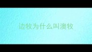 边牧为什么叫澳牧