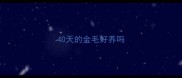 40天的金毛好养吗