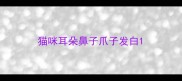 猫咪耳朵鼻子爪子发白