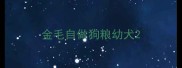 金毛自做狗粮幼犬