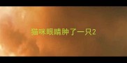 猫咪眼睛肿了一只