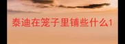 泰迪在笼子里铺些什么
