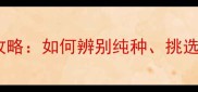 白色哈士奇价格及购买全攻略如何辨别纯种挑选健康幼犬及饲养注意事项