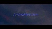 几个月的狗狗可以吃肉