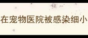 在宠物医院被感染细小