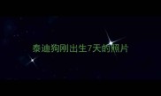 泰迪狗刚出生7天的照片