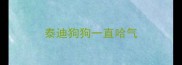 泰迪狗狗一直哈气