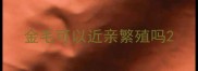 金毛可以近亲繁殖吗