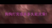 狗狗打完疫苗多久能洗澡