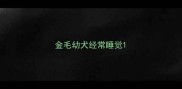 金毛幼犬经常睡觉