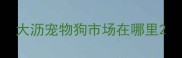 大沥宠物狗市场在哪里