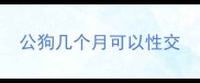 公狗几个月可以性交