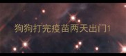 狗狗打完疫苗两天出门