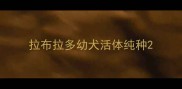 拉布拉多幼犬活体纯种