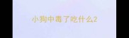 小狗中毒了吃什么